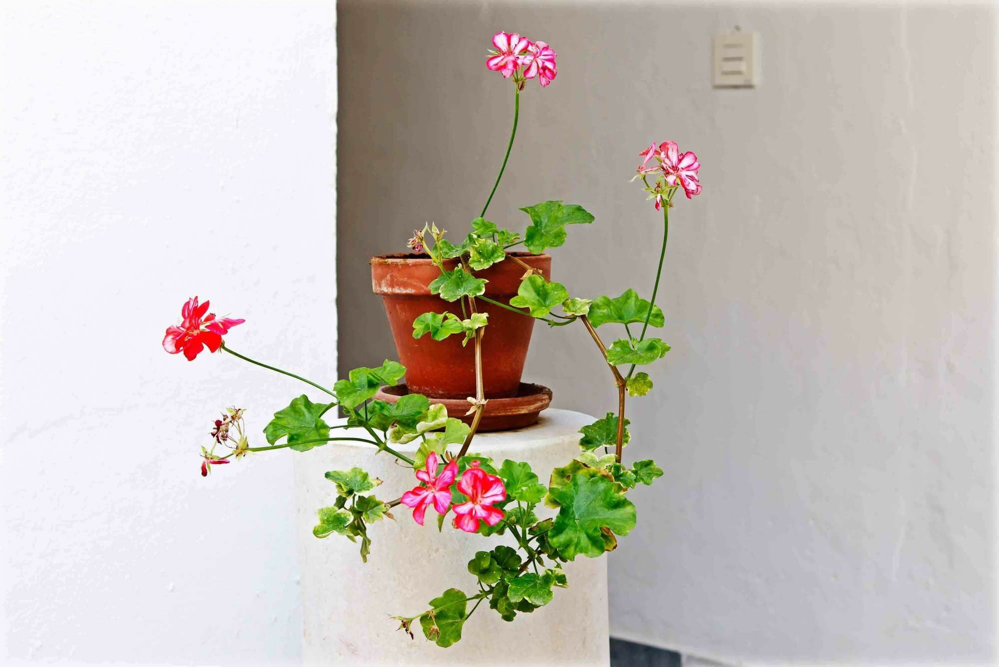 Selecta Apartments Los Venerables Sevilla Exteriör bild